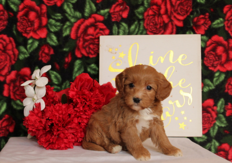 puppy, for, sale, Mini Goldendoodle F2, Matthew B. Stoltzfus, dog, breeder, Gap, PA, dog-breeder, puppy-for-sale, forsale, nearby, find, puppyfind, locator, puppylocator, aca